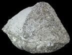 Pyrite Replaced Brachiopod (Paraspirifer) - Ohio #52703-1